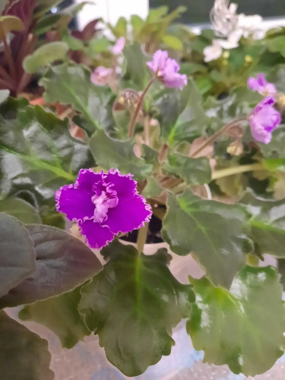 Цветущие фиалки в горшке - Комнатные растения (Для дома и дачи) в Пенза