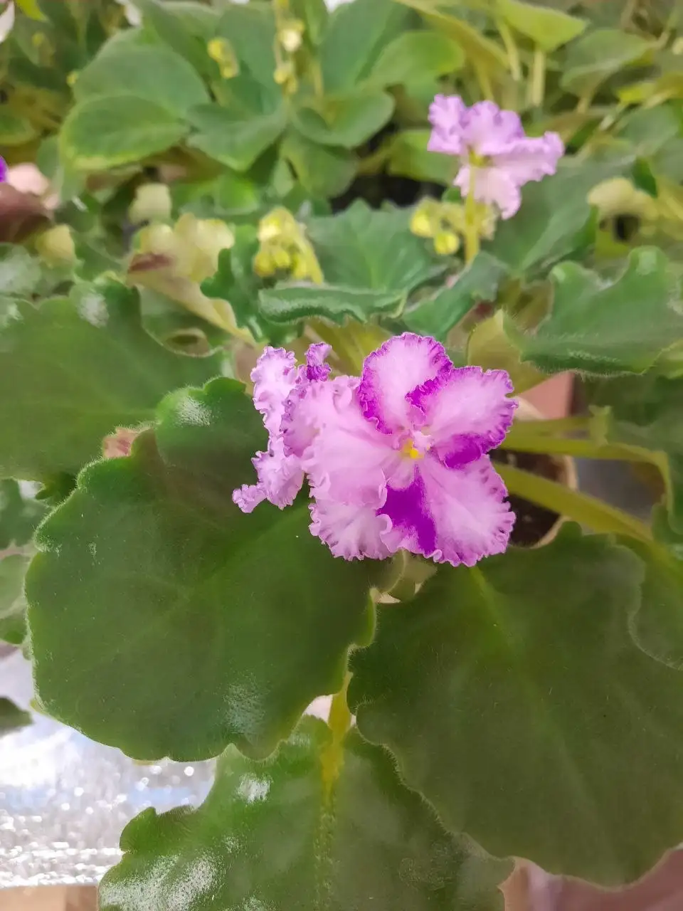 Цветущие фиалки в горшке - Комнатные растения (Для дома и дачи) в Пенза