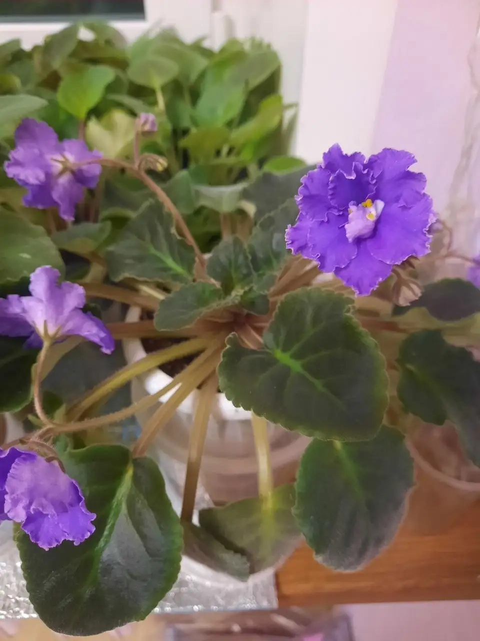 Цветущие фиалки в горшке - Комнатные растения (Для дома и дачи) в Пенза