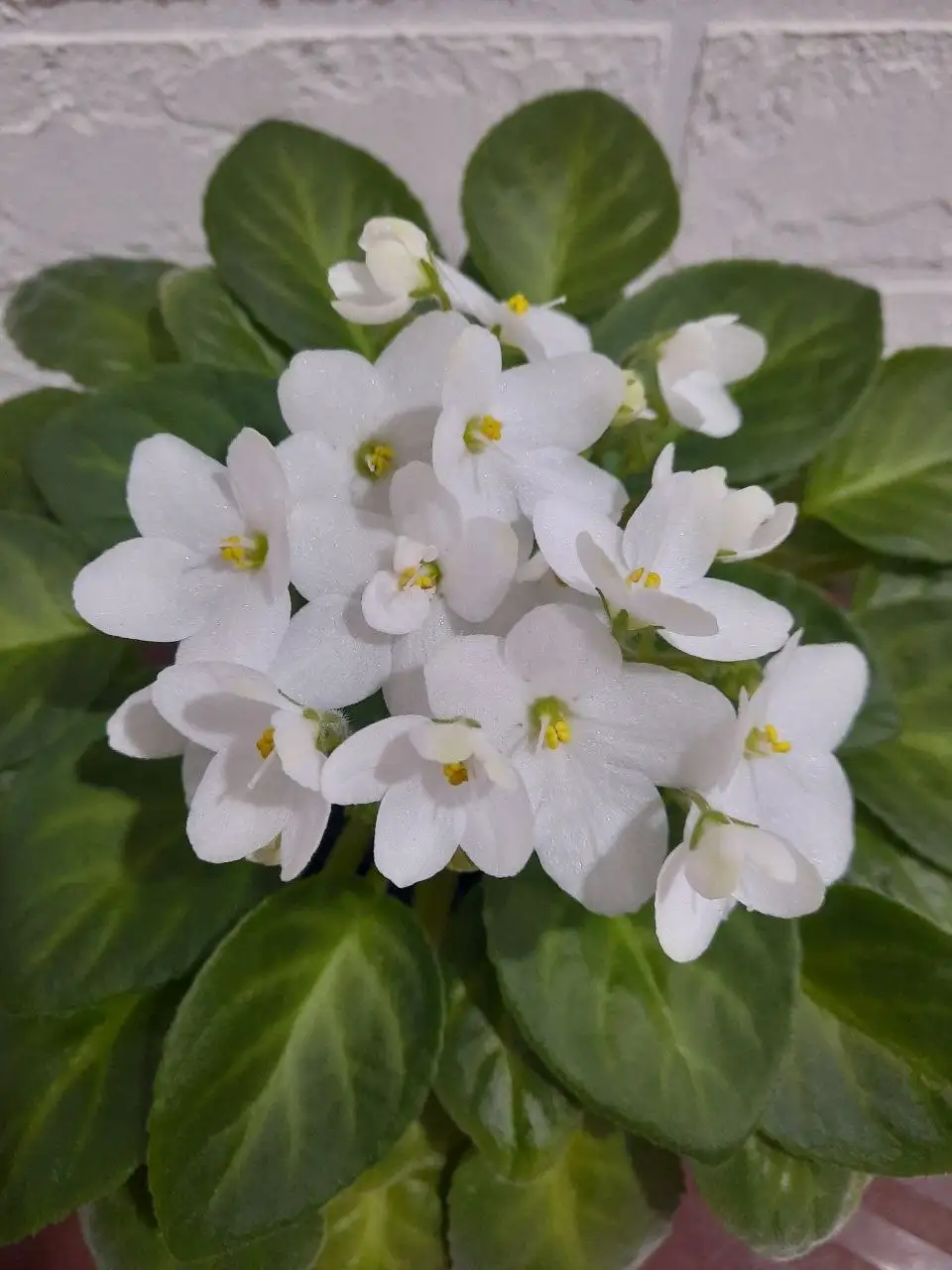 Цветущие фиалки в горшке - Комнатные растения (Для дома и дачи) в Пенза