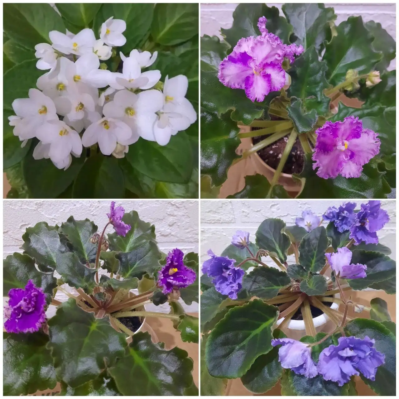 Цветущие фиалки 300 р. в горшочке - Растения в Пенза