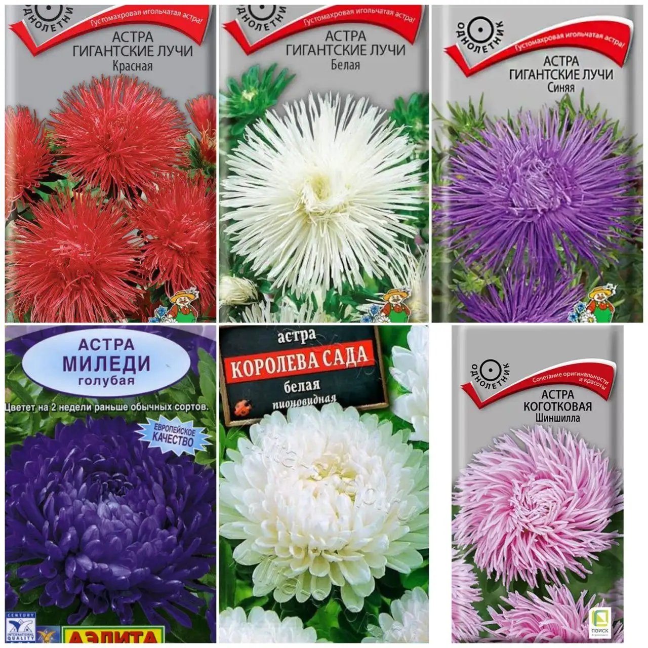 Продажа рассады астры и других цветов - Работа в Пенза