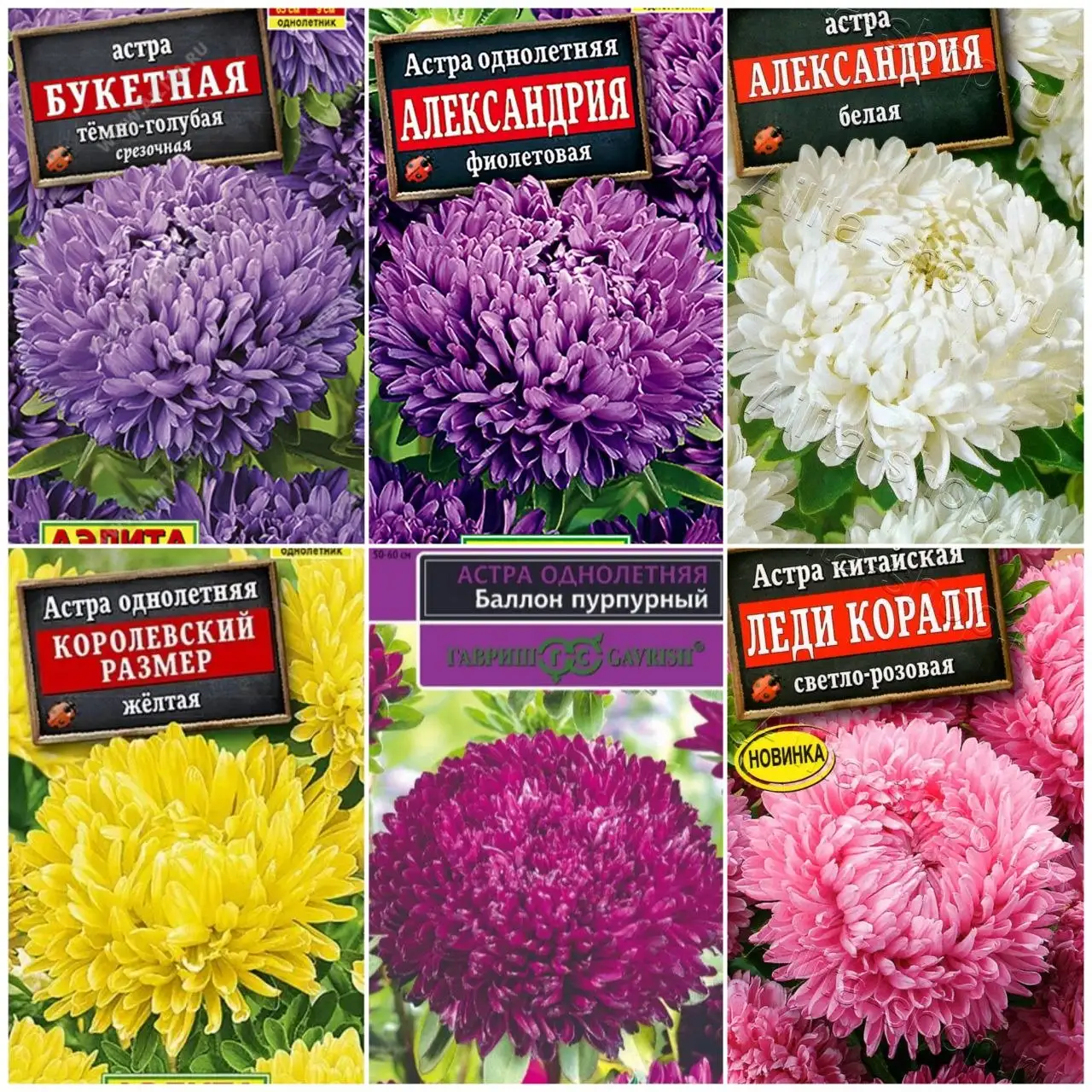 Продажа рассады астры и других цветов - Работа в Пенза