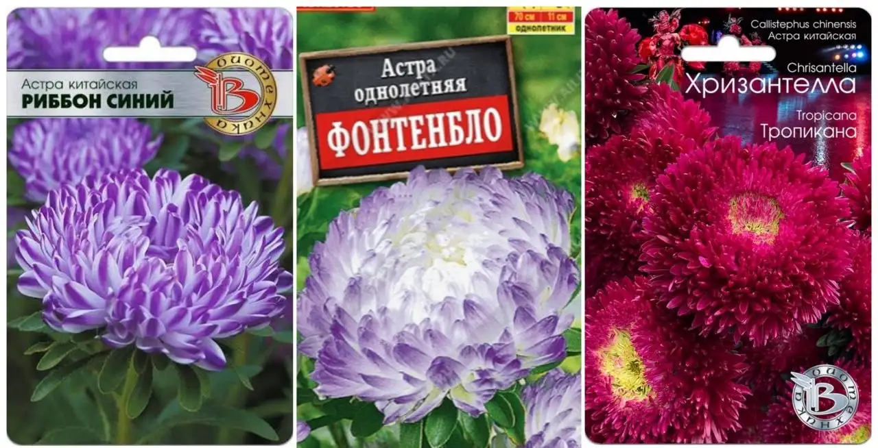 Продажа рассады астры и других цветов - Работа в Пенза