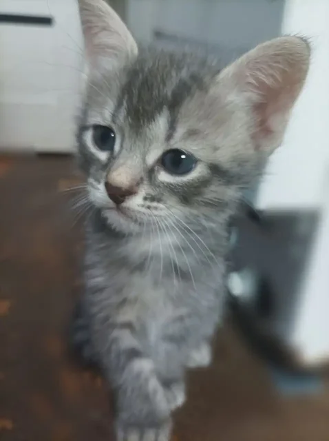 Отдам котят в добрые руки - Кошки в Пенза