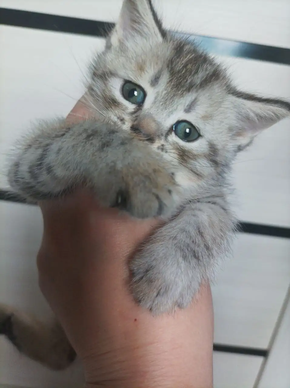 Отдам котят в добрые руки - Кошки (Животные) в Пенза