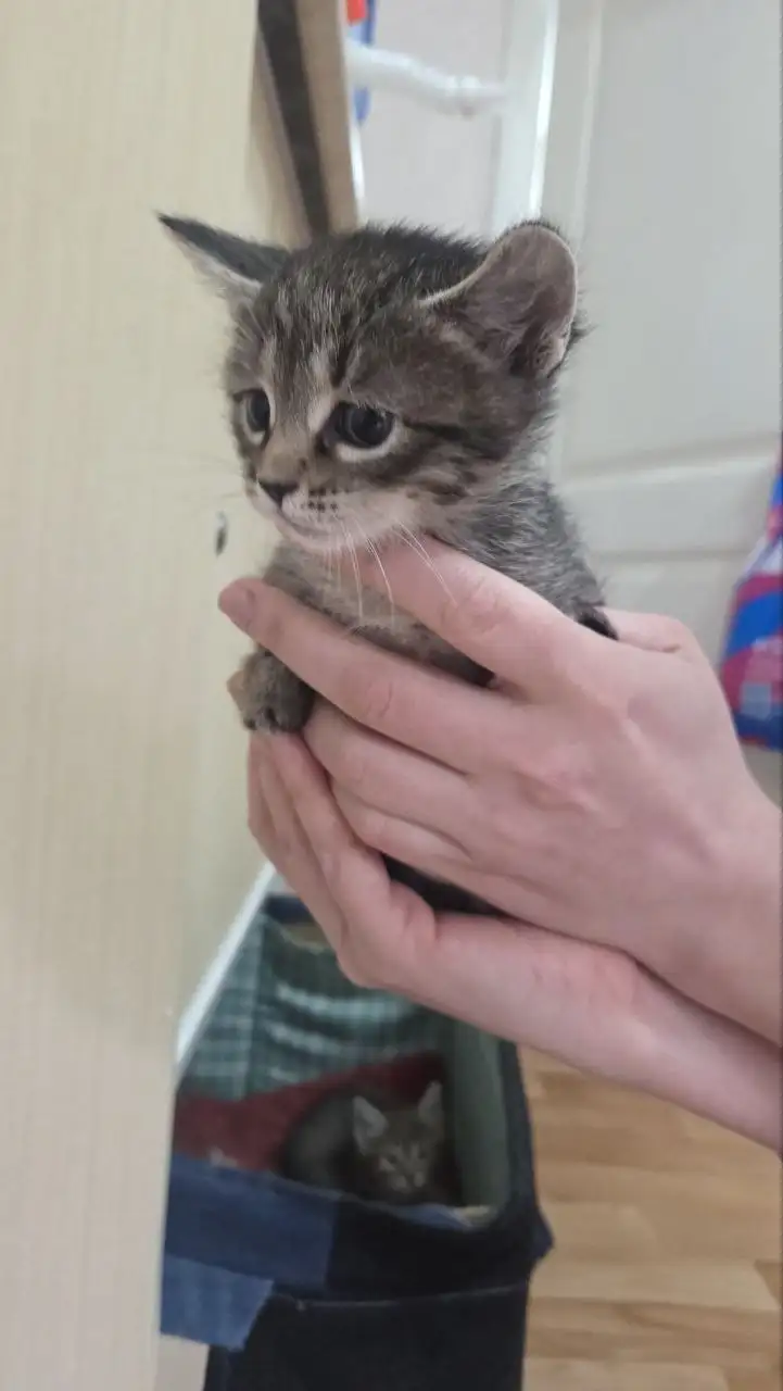 Котёнок в любящие руки - Кошки (Животные) в Пенза
