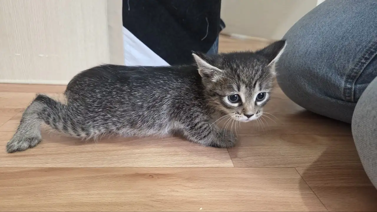 Котёнок в любящие руки - Кошки (Животные) в Пенза
