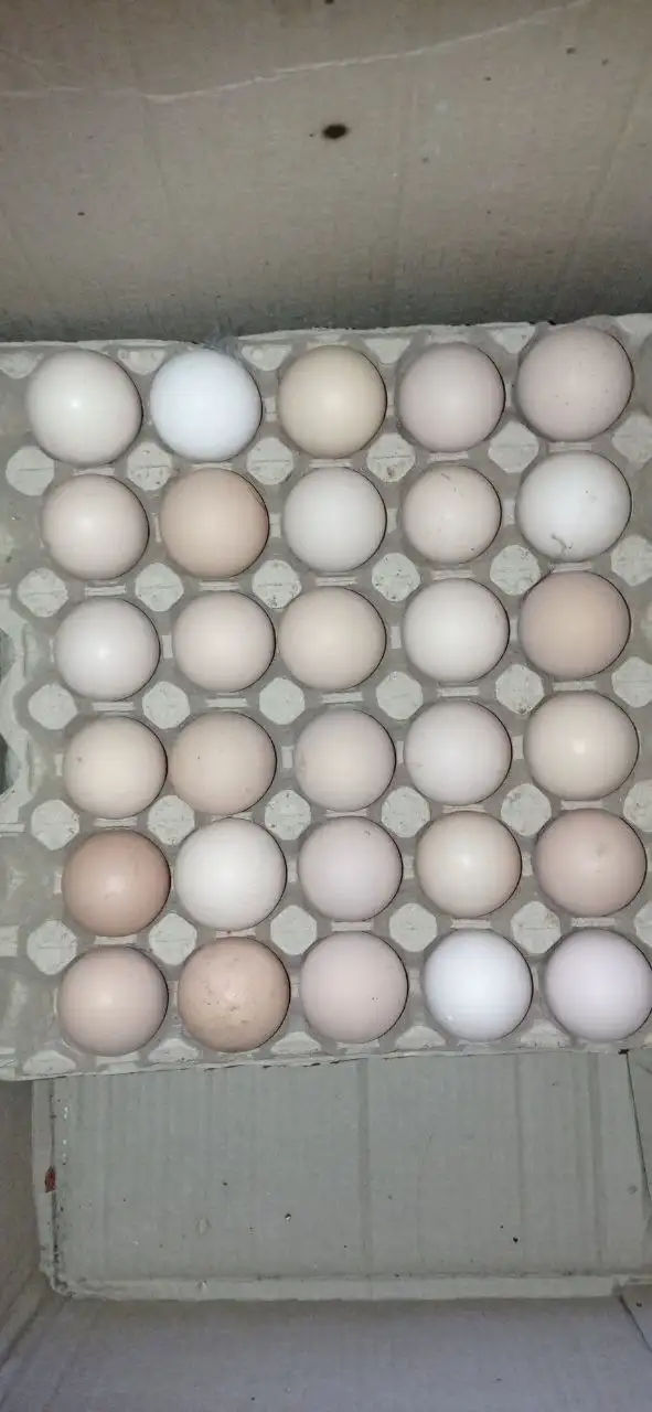 Продам яйца домашние - Яйца (Барахолка) в Пенза