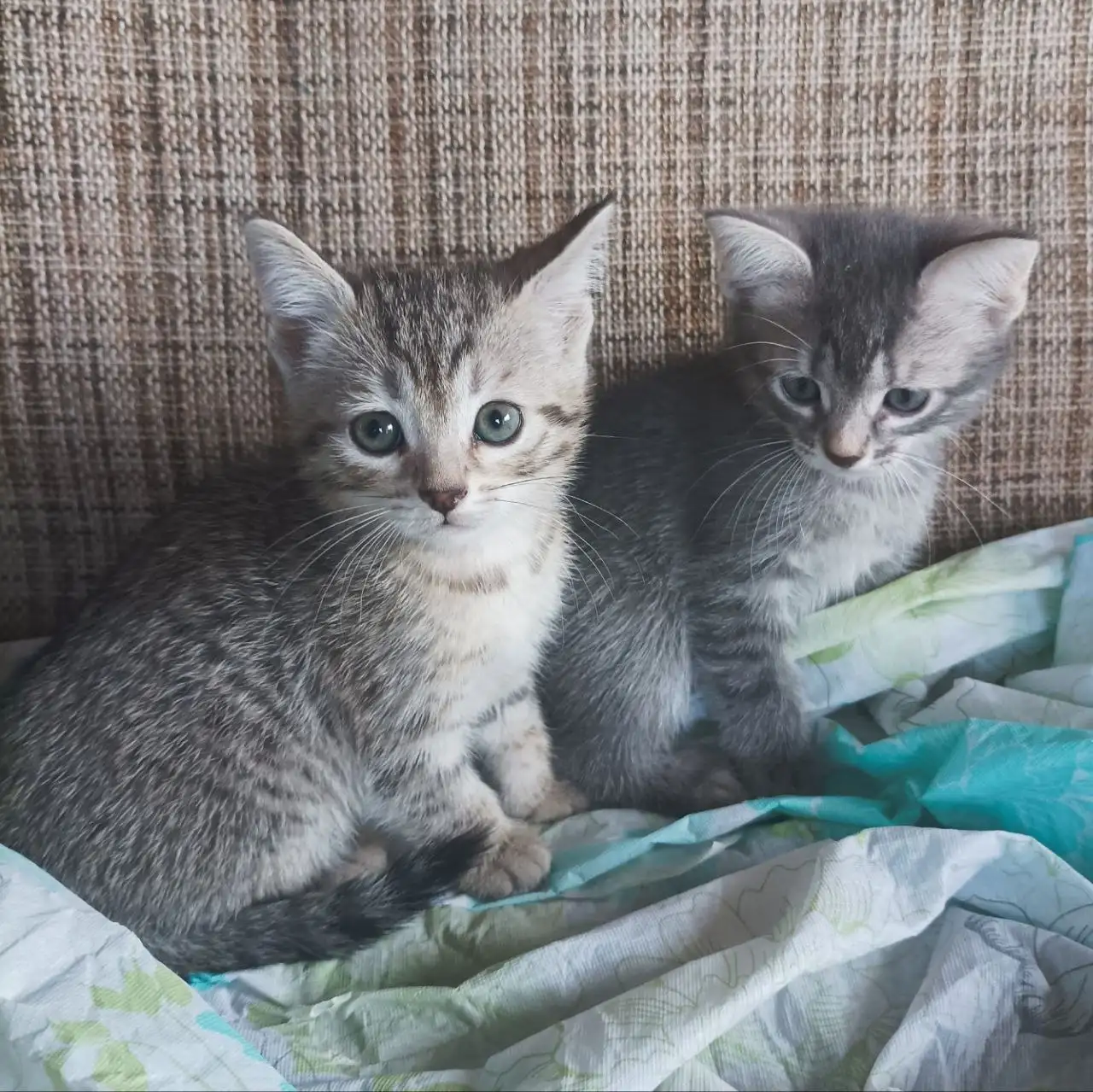 Котята-девочки в добрые руки - Кошки (Животные) в Пенза