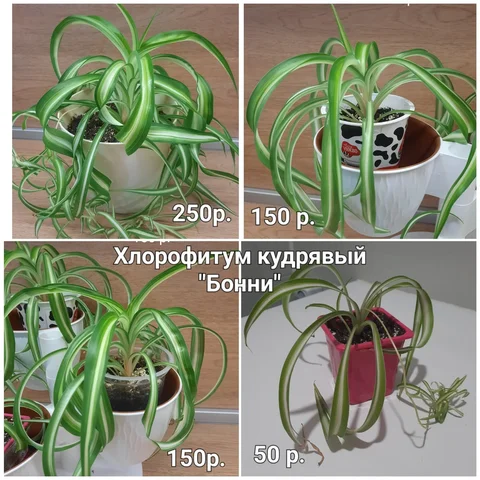 Продаю хлорофитум - природный очиститель воздуха - Обувь в Заречный