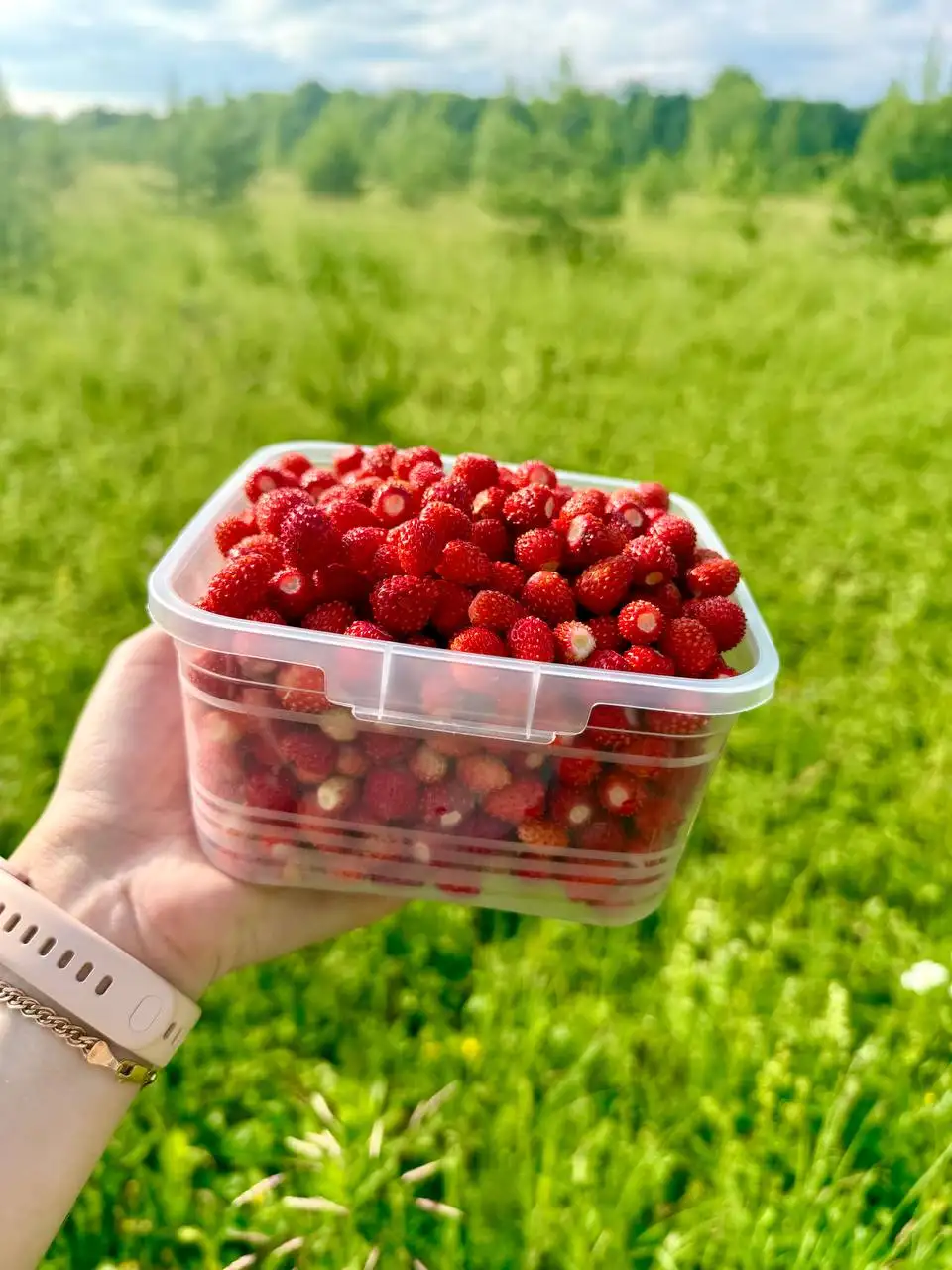 Продам лесную землянику - Ягоды и грибы (Для дома и дачи) в Пенза