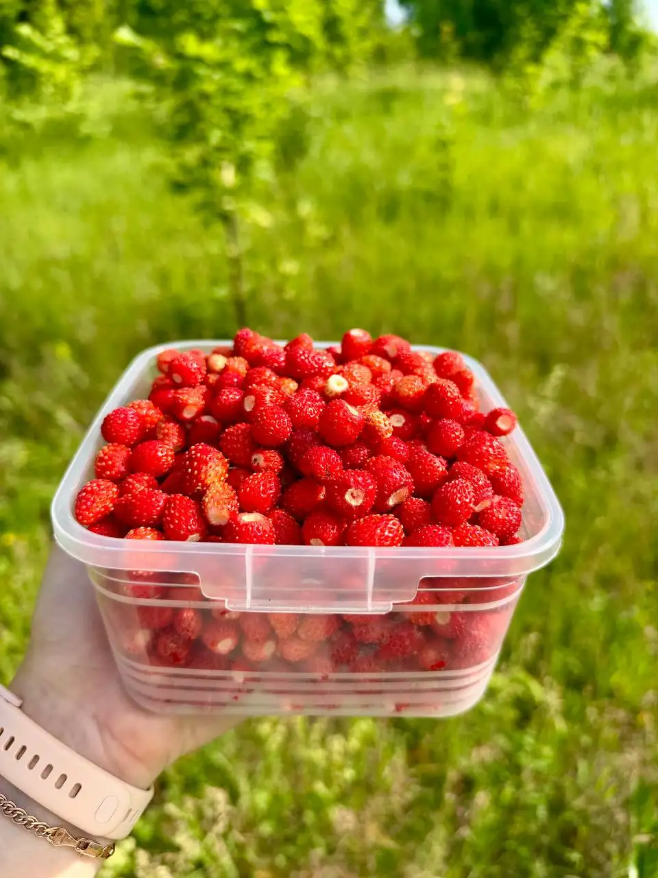 Продам лесную землянику - Ягоды и грибы (Для дома и дачи) в Пенза
