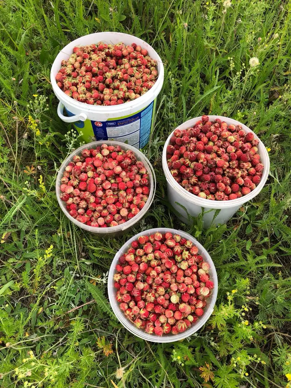 Продажа полевой клубники - Ягоды (Продукты питания) в Пенза
