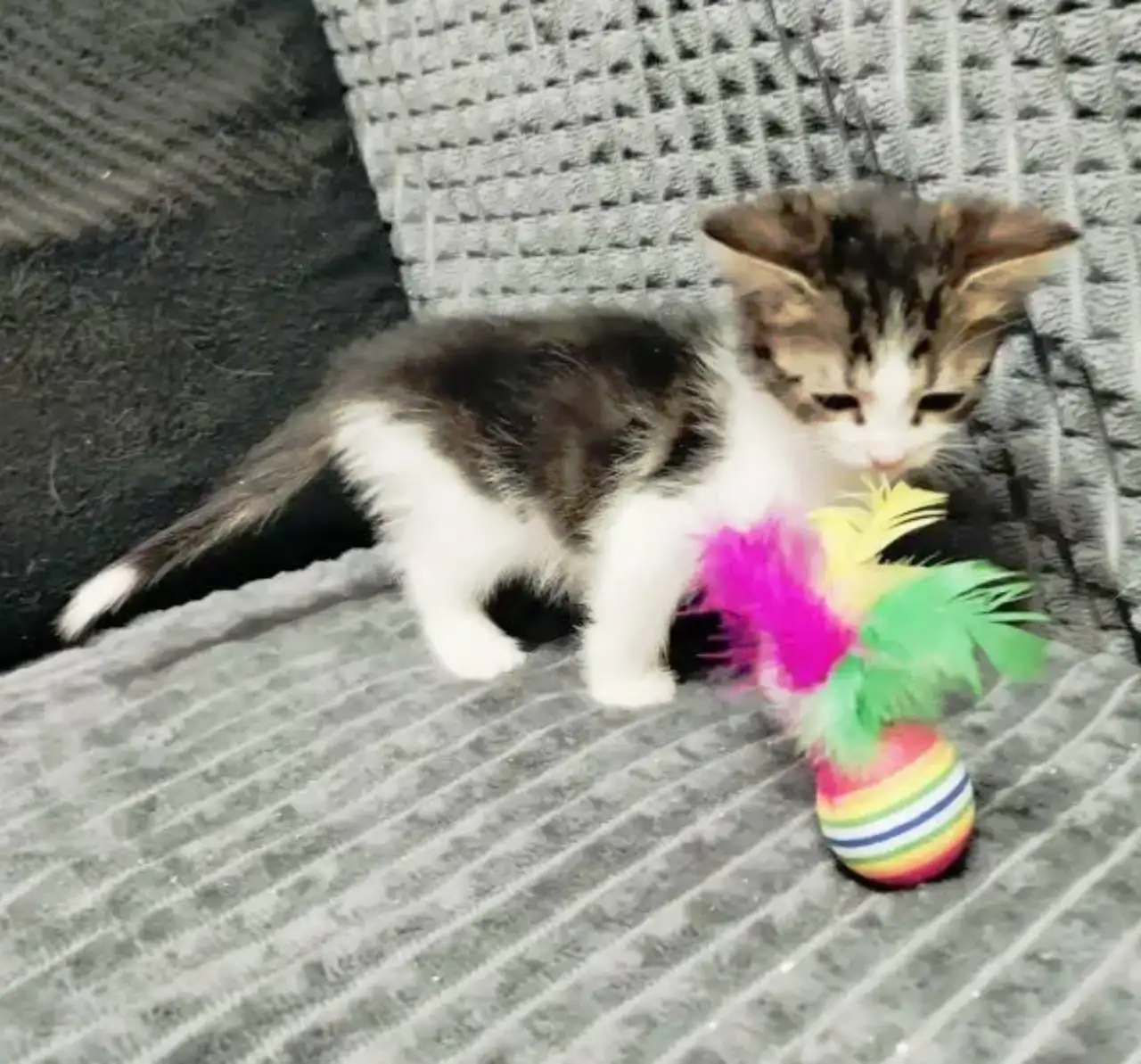 Игривая кошечка ищет дом - Кошки (Животные) в Пенза