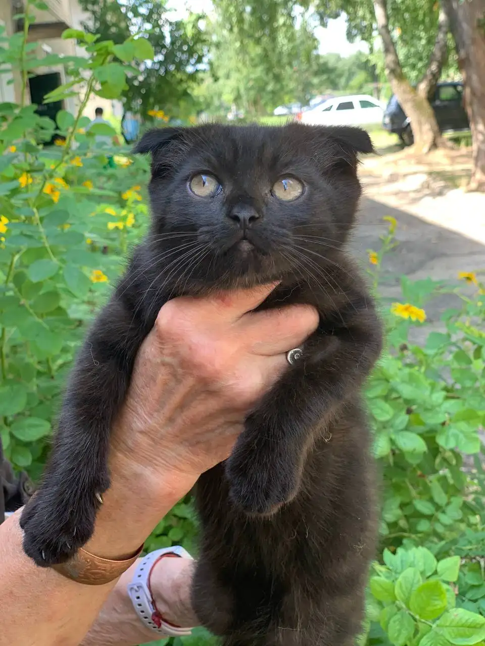 Продаются котята 2,5 месяца - Кошки (Животные) в Пенза