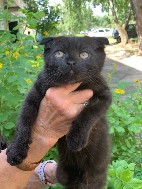 Продаются котята 2,5 месяца - Корма для животных в Пенза