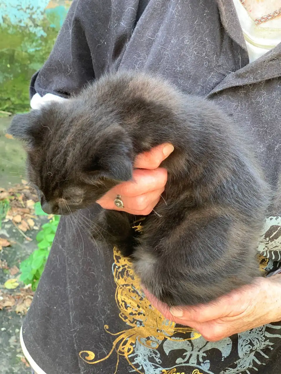 Продаются котята 2,5 месяца - Кошки (Животные) в Пенза