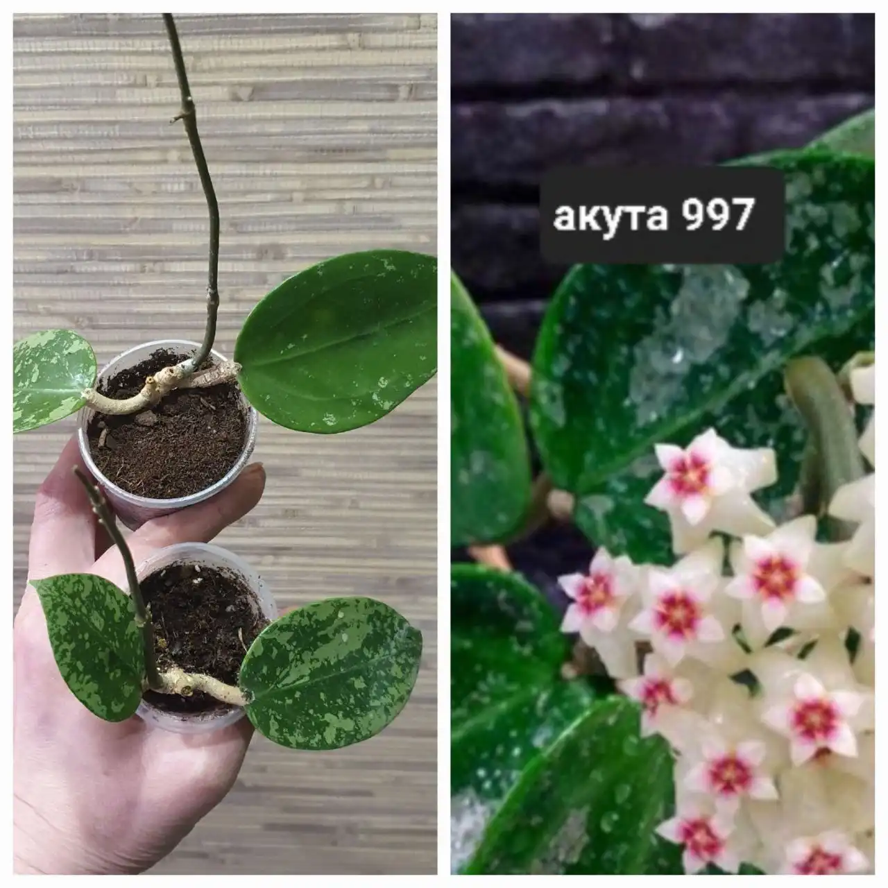 Укоренённые черенки хойи акута 997