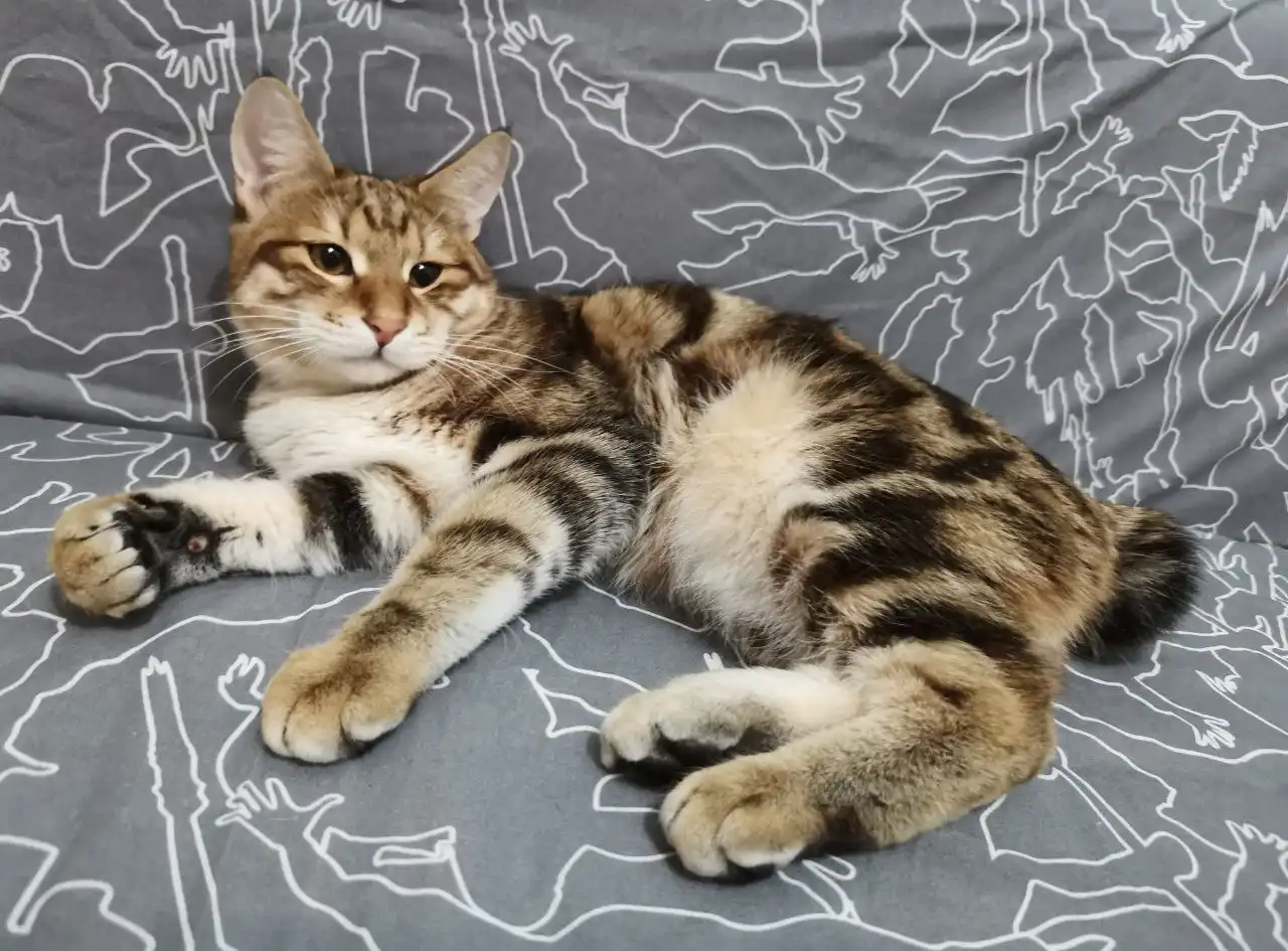 Кот породы Курильский бобтейл