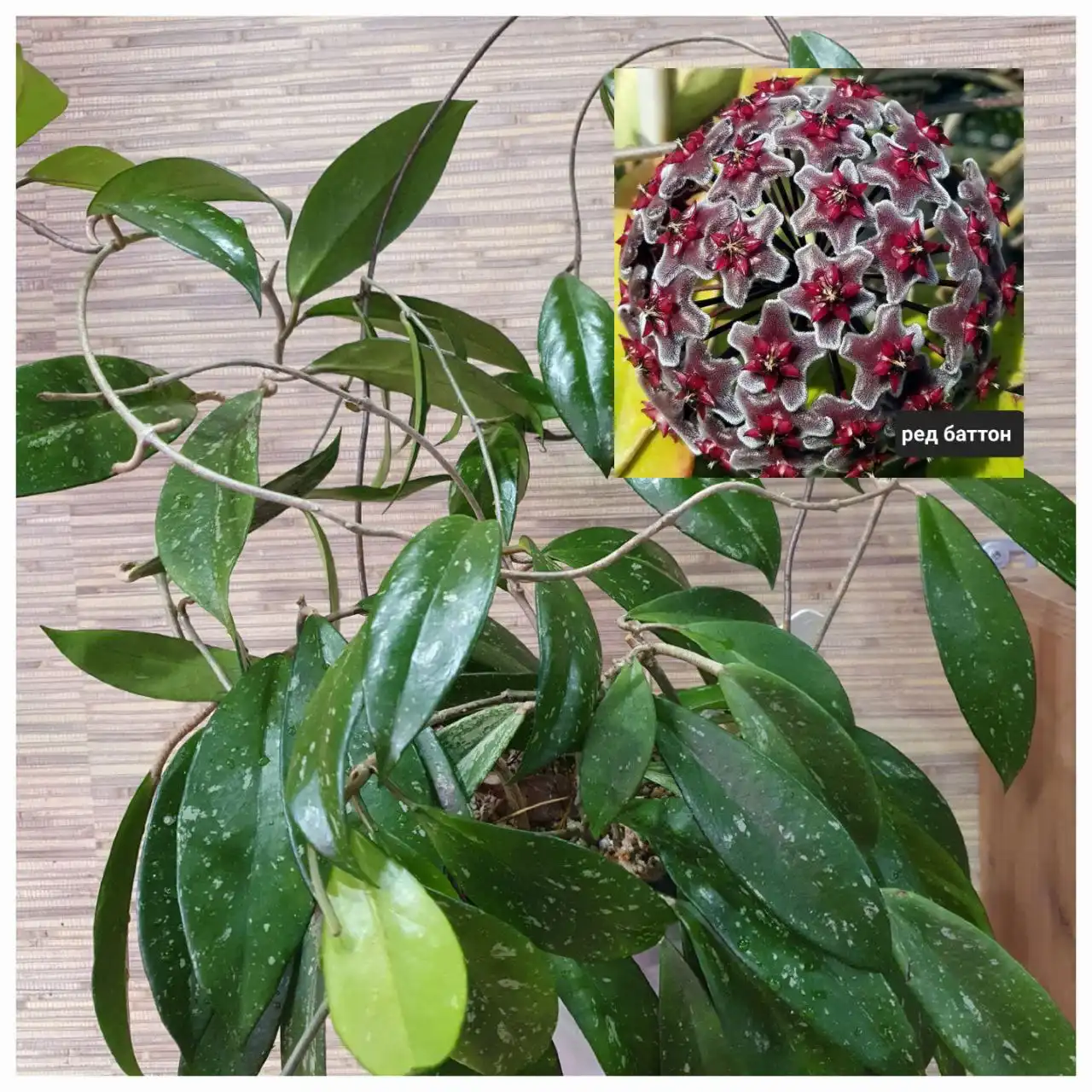 Продажа взрослой хойи ред батон на фитильном поливе