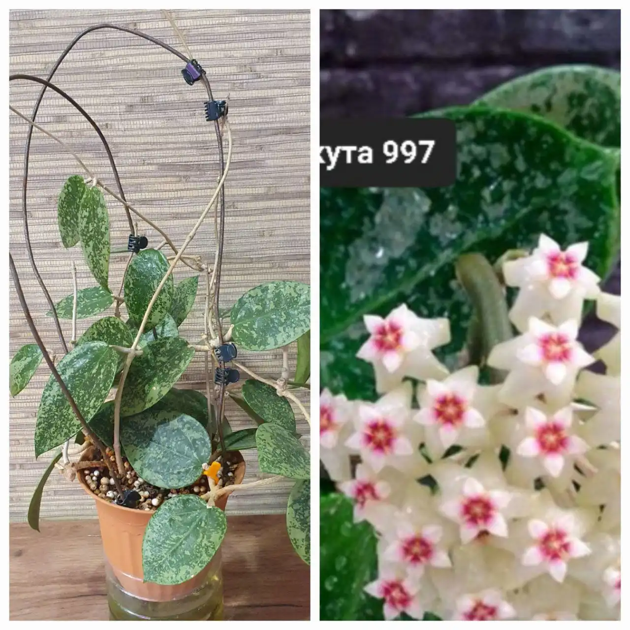 Взрослая хойя акута 997 на фитильном поливе