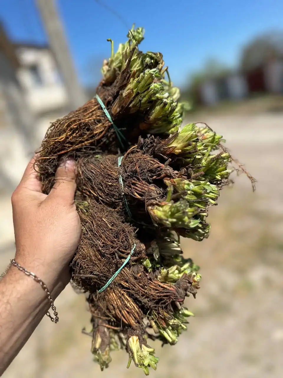 Саженцы клубники фриго - Хобби и отдых в Сургут