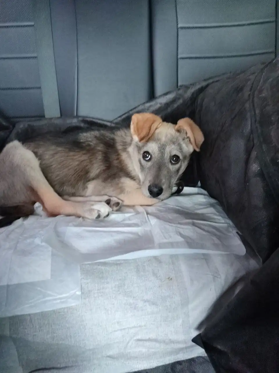 Малыш ищет дом. Кличка Вулкан, но зовём ласково Вулкаша