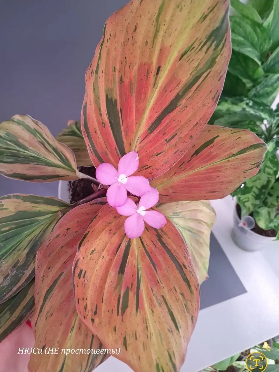 Продажа излишков растений из частной коллекции - Растения (Хобби и отдых) в Тюмень