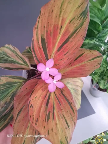 Продажа излишков растений из частной коллекции - Самокаты и велосипеды в Тюмень