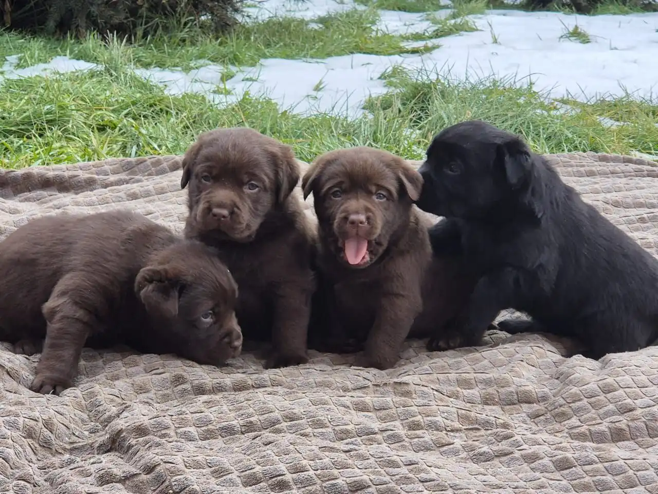 Щенки лабрадора шоколадного окраса от документированных родителей - Собаки (Животные) в Сургут