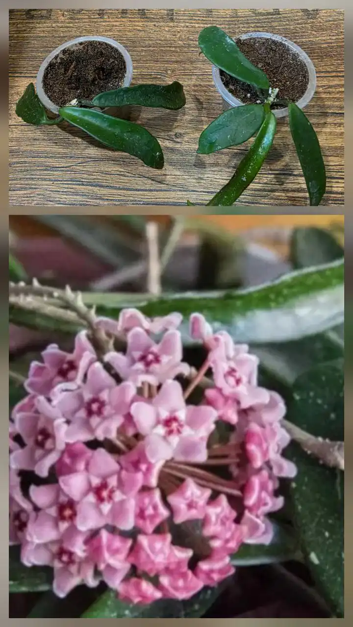 Укоренённые черенки хойи минибель - Растения (Хобби и отдых) в Сургут