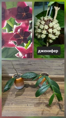 Укоренённые подростки хойи - Настольные игры в Сургут