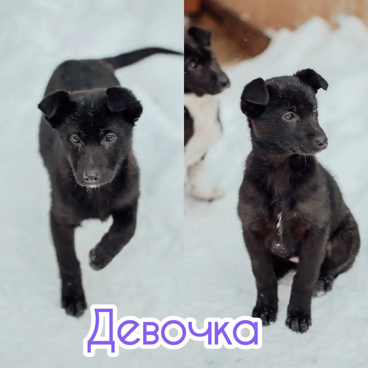 Умная и красивая девочка ищет дом - Собаки (Животные) в Сургут