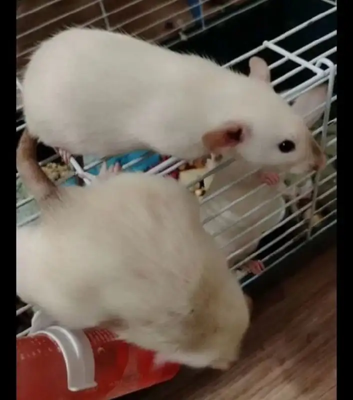 Крысята Дамбо на продажу - Грызуны (Животные) в Сургут