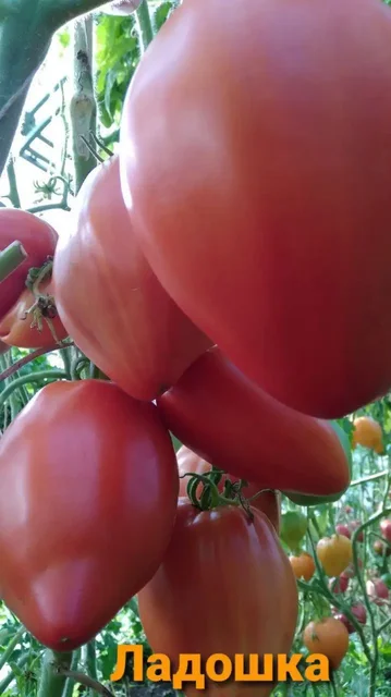 Семена коллекционных сортов томатов - частное объявление в Сургут