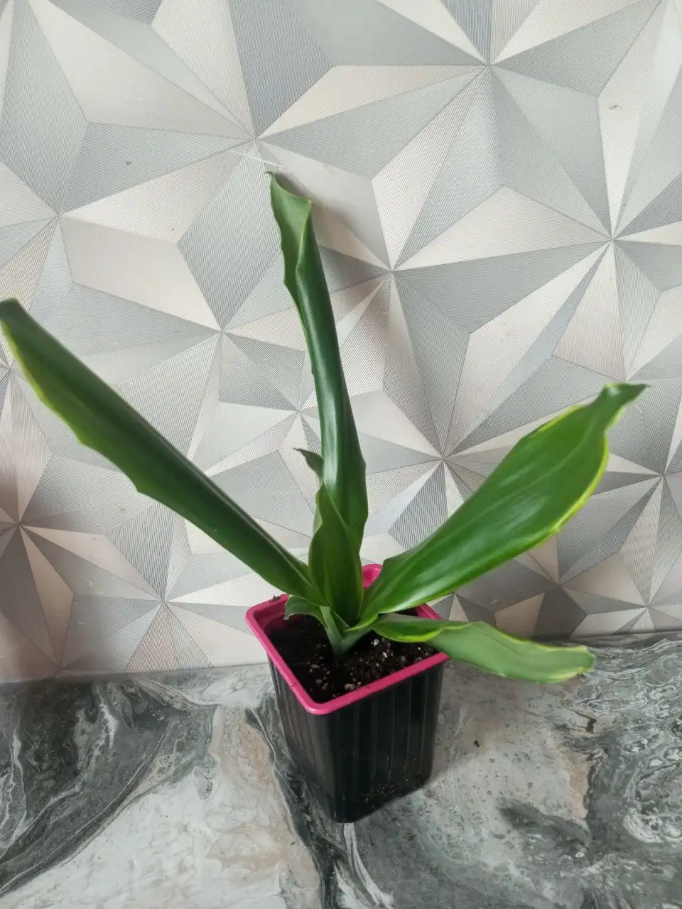 Продажа Драцены Душистой - Растения (Хобби и отдых) в Сургут
