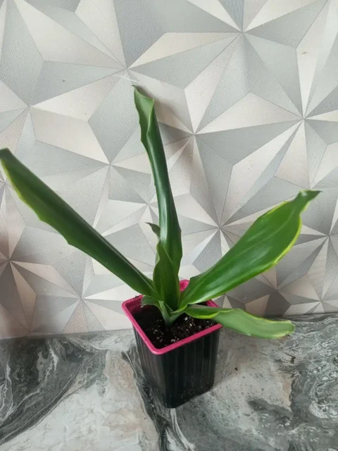 Продажа Драцены Душистой - Творчество в Сургут