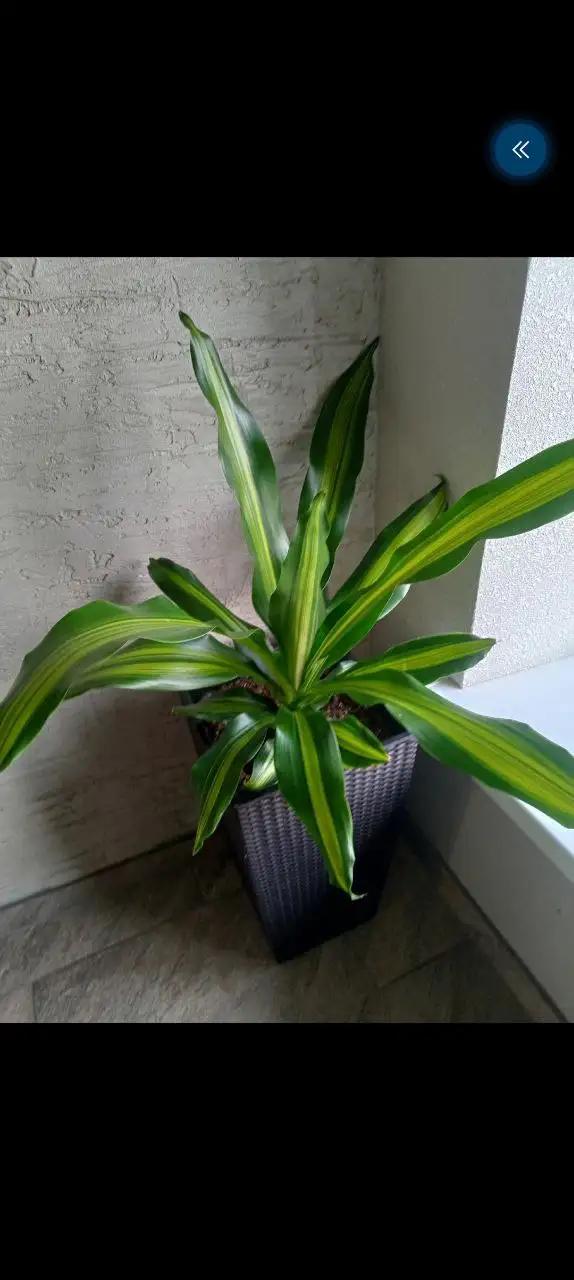 Продажа Драцены Душистой - Растения (Хобби и отдых) в Сургут
