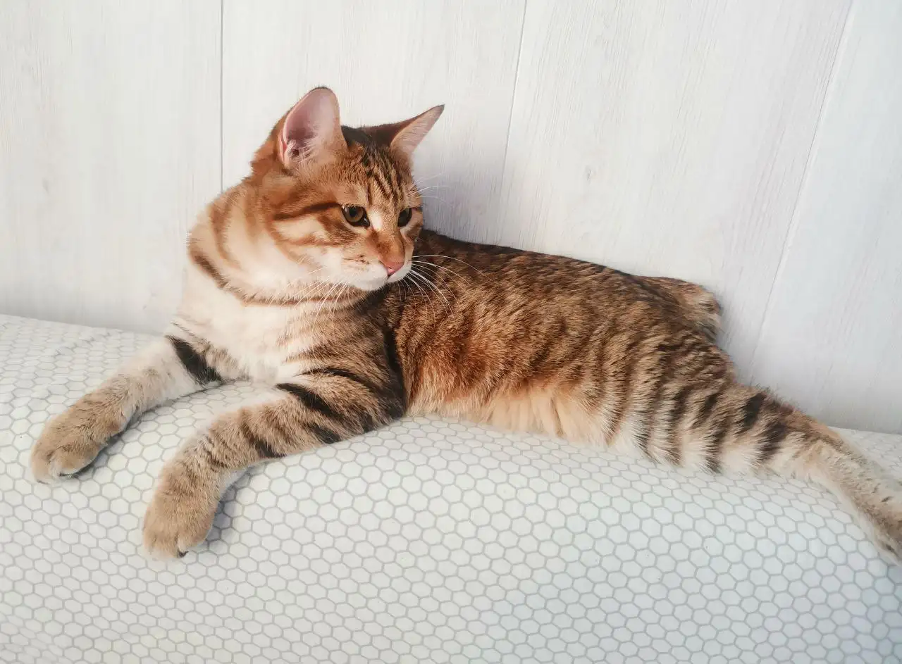 Курильский бобтейл, 1 год - Кошки (Животные) в Сургут