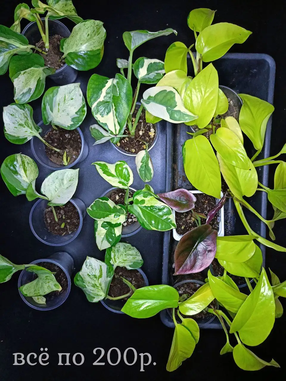 Продажа комнатных растений - Растения (Хобби и отдых) в Белый Яр