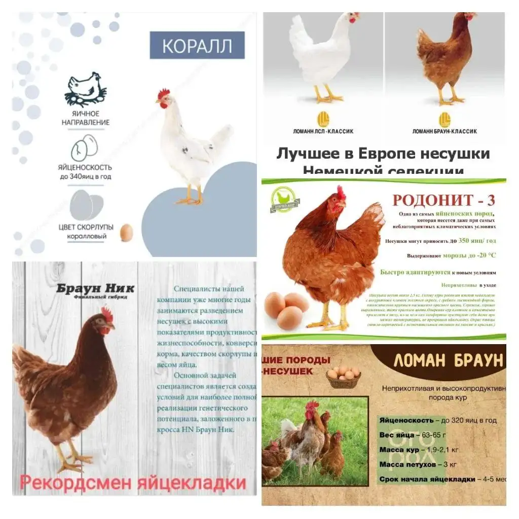 Продажа кур и петухов - Птицы (Животные) в Сургут