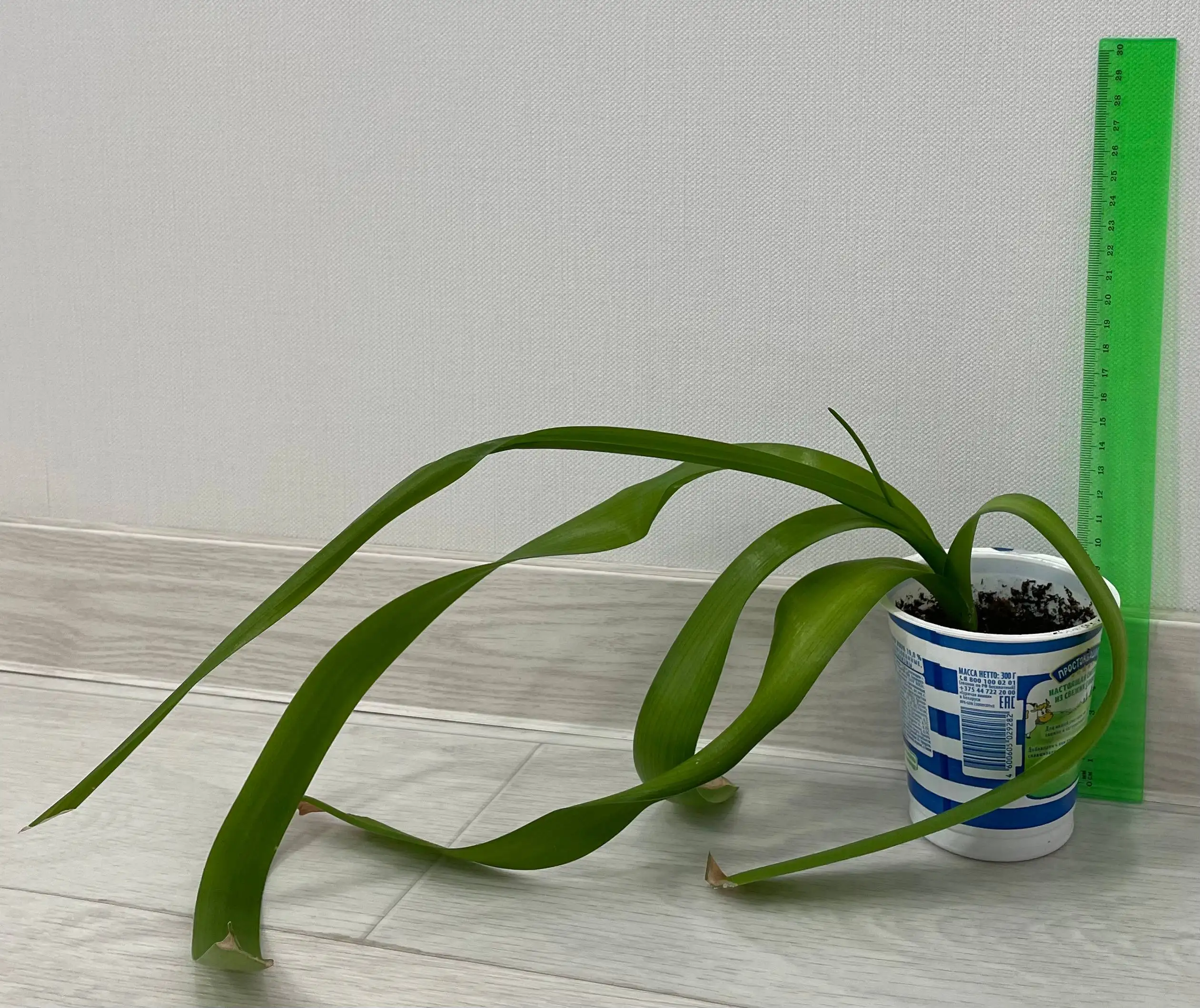 Индийский лук (птицемлечник хвостатый) - отросток - Растения (Хобби и отдых) в Сургут