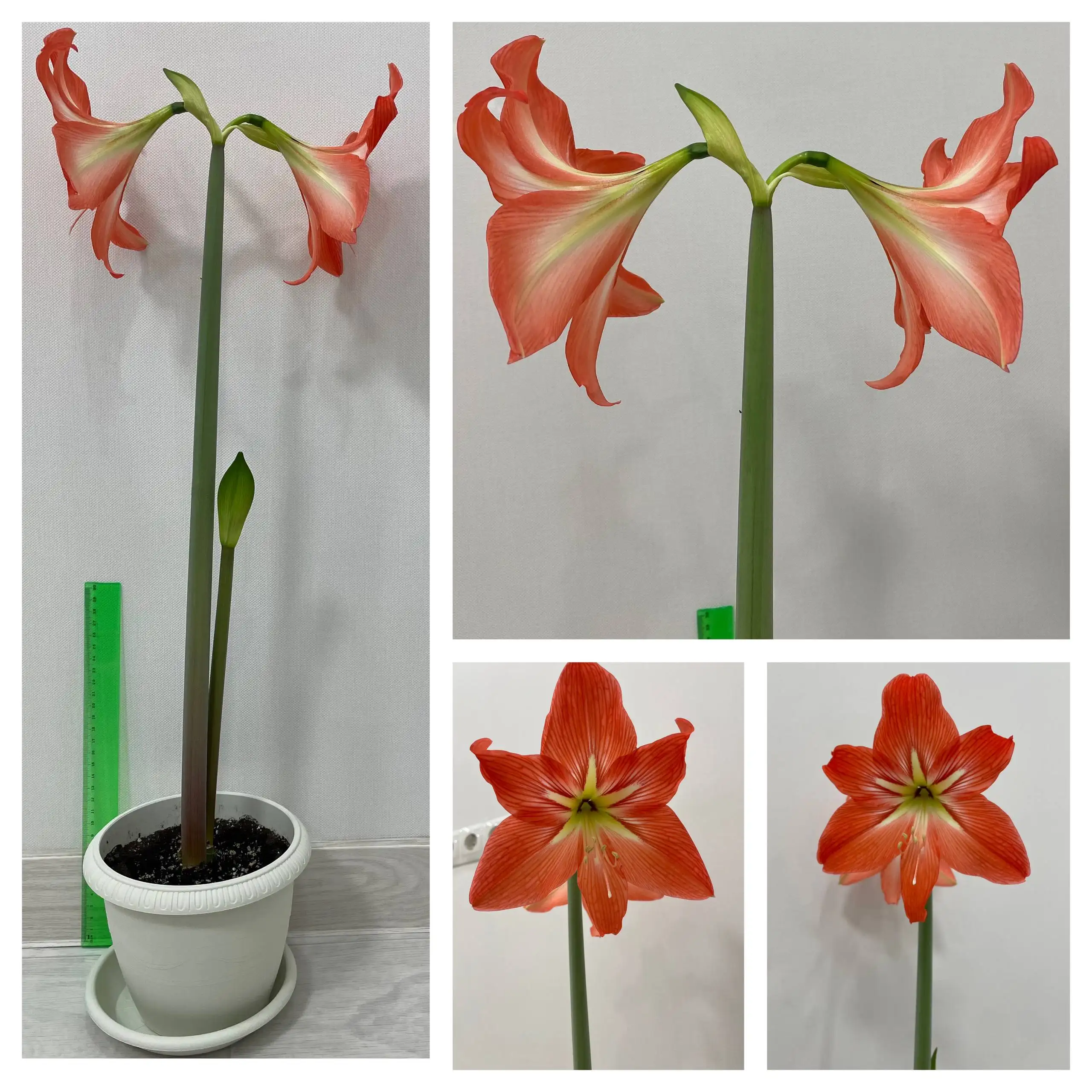 Гиппеаструм Амариллис взрослое растение - Комнатные растения (Хобби и отдых) в Сургут