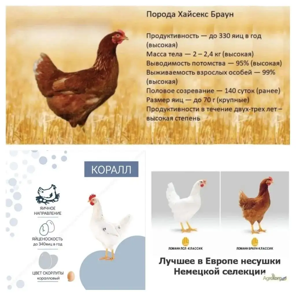 Продажа кур несушек и петухов - Птицы (Животные) в Сургут