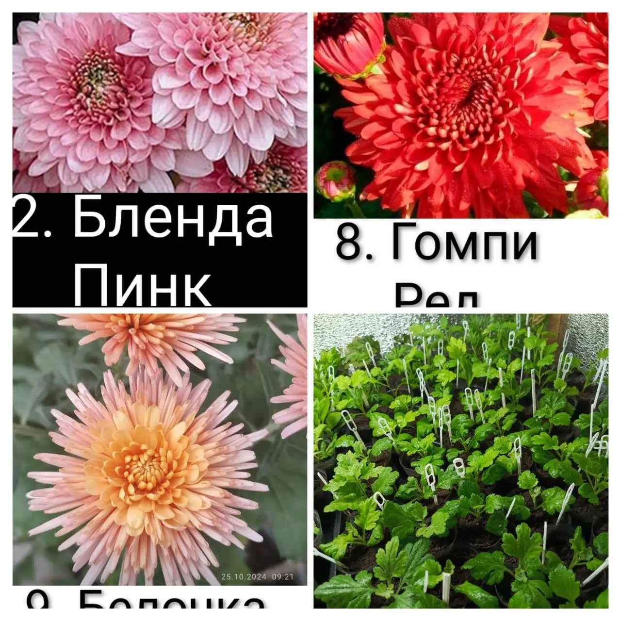 Корейская хризантема зимующая и вегетативные растения - Растения (Для дома и дачи) в Сургут