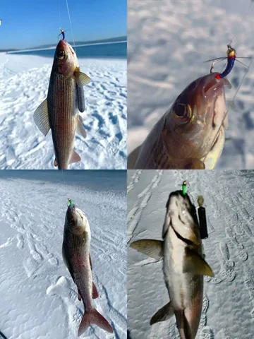 Мушки для рыбалки на хариуса и ленка - Комнатные растения в Сургут