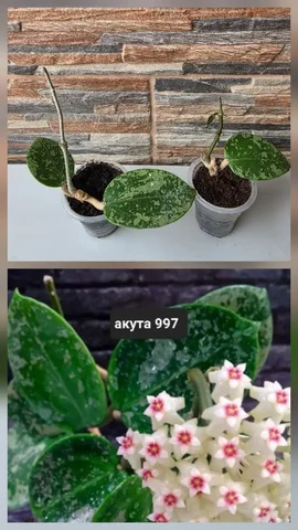 Укоренённые черенки хойи акута 997 - Комнатные растения в Сургут
