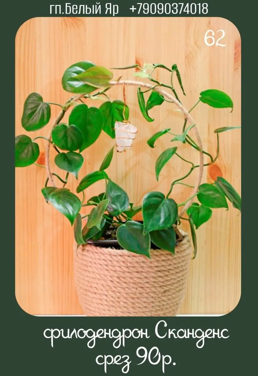 Продажа растений в Белом Яру - Растения (Хобби и отдых) в Белый Яр