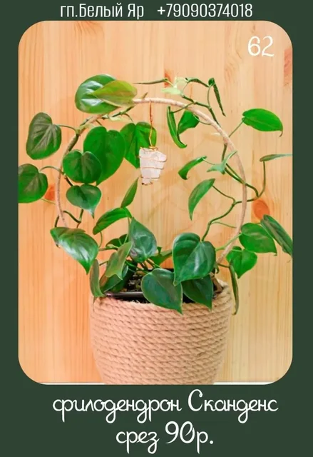 Продажа растений в Белом Яру - частное объявление в Белый Яр